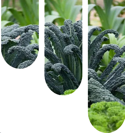 حلول أنظمة الزراعة العمودية الآلية