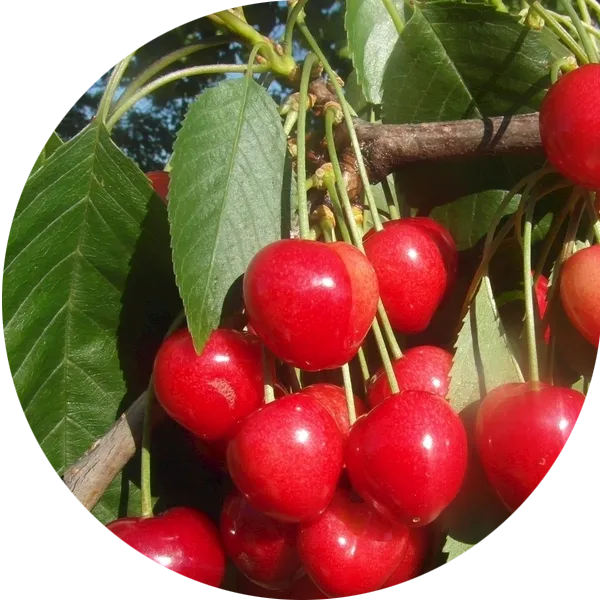 طرق زراعة متعددة
