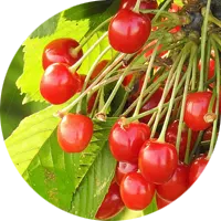 طرق زراعة متعددة
