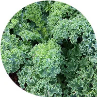 الكرنب