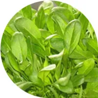 سبانخ صغير