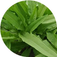 الخس البستاني (سلاطة)