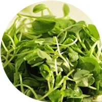 براعم الفجل