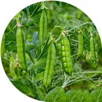 البازلاء الخضراء
