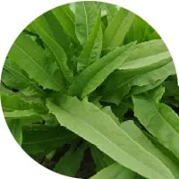 الخس البستاني (سلاطة)