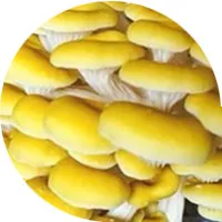 الفطر