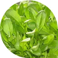 سبانخ صغير